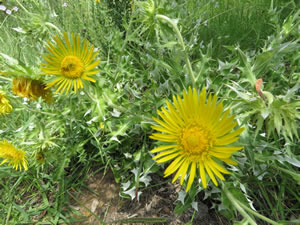 Berkheya