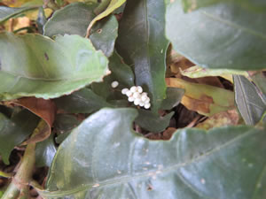 emperor-moth-eggs