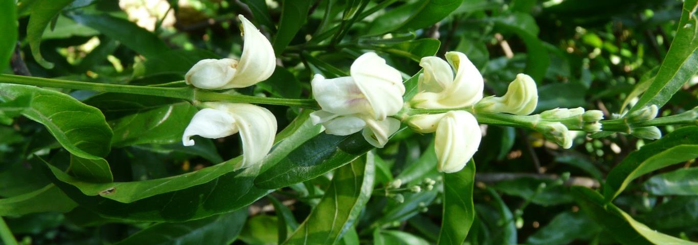 Duvernoia aconitiflora