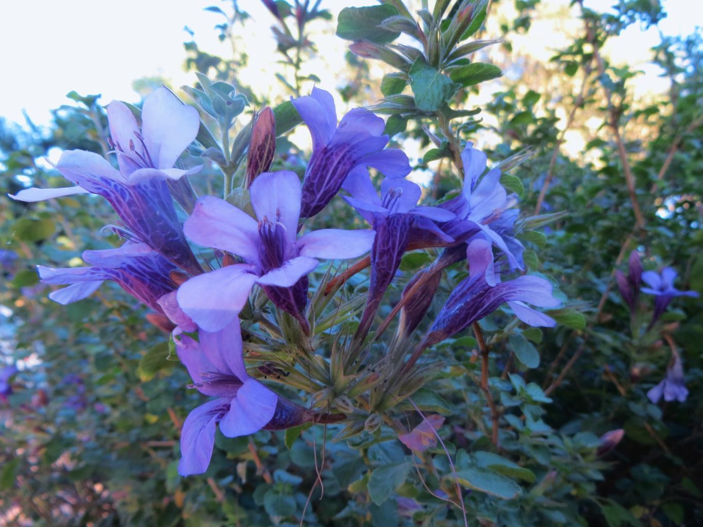 Dyschoriste thunbergiiflora