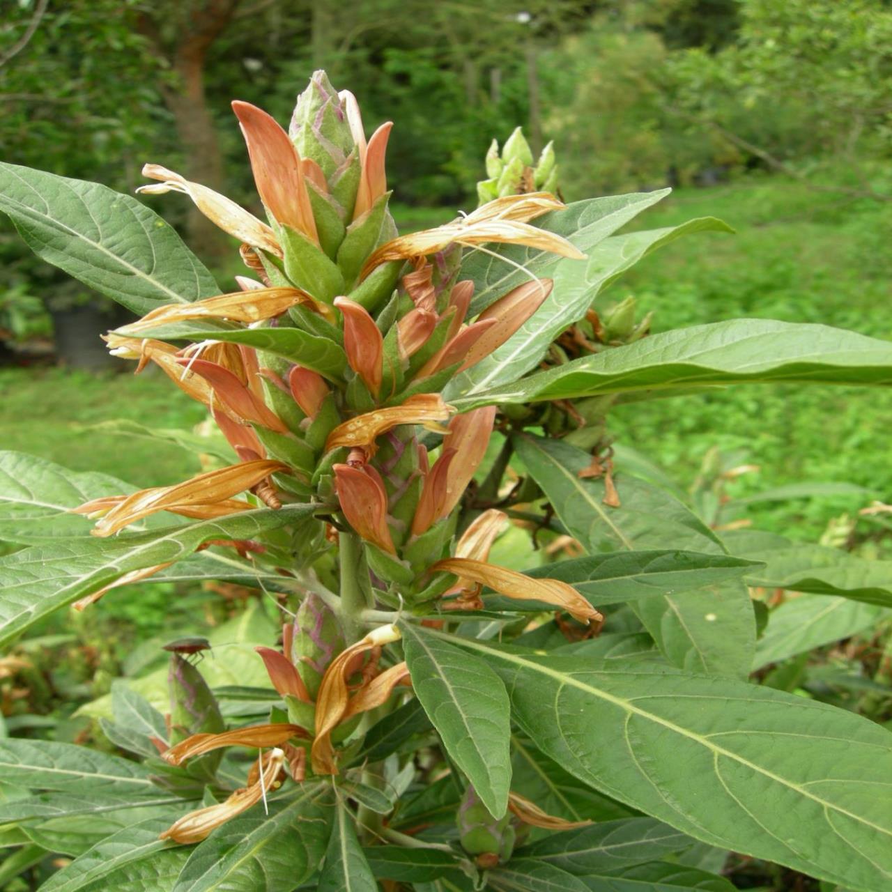 Metarungia longistrobus