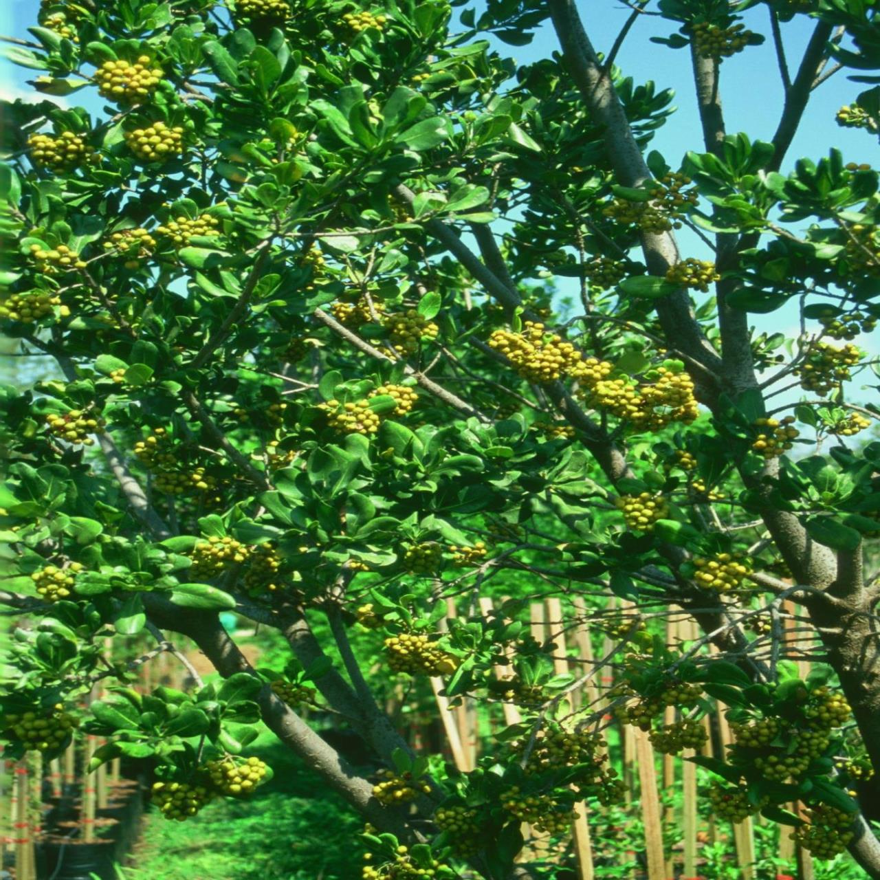 Pittosporum Viridiflorum Pittosporum Viridiflorum Flowers In Fruit At Random Harvest Nursery