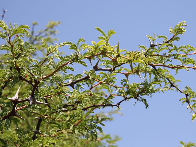 Acacia erioloba Vachellia erioloba Thorn tree from South Africa for bonsai