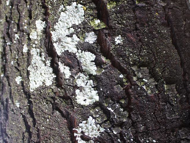 Acacia karroo bark