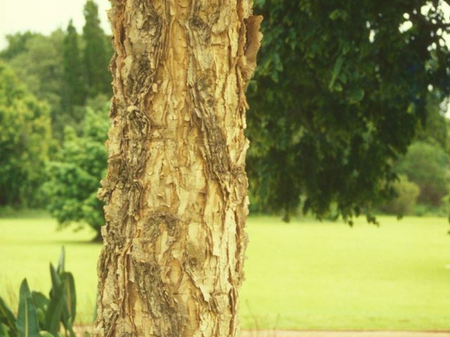 Acacia sieberiana bark 3
