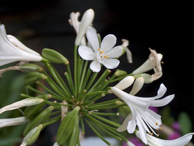 Agapanthus praecox White flowers