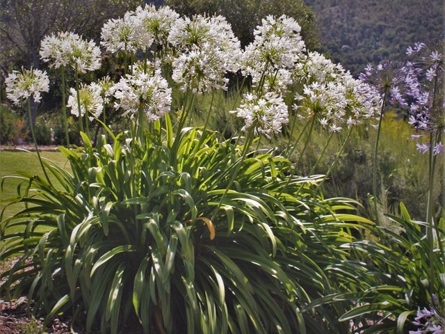 Agapanthus praecox white accent plant bold