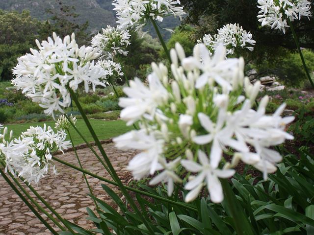 Agapanthus praecox white indigenous flowering bulb