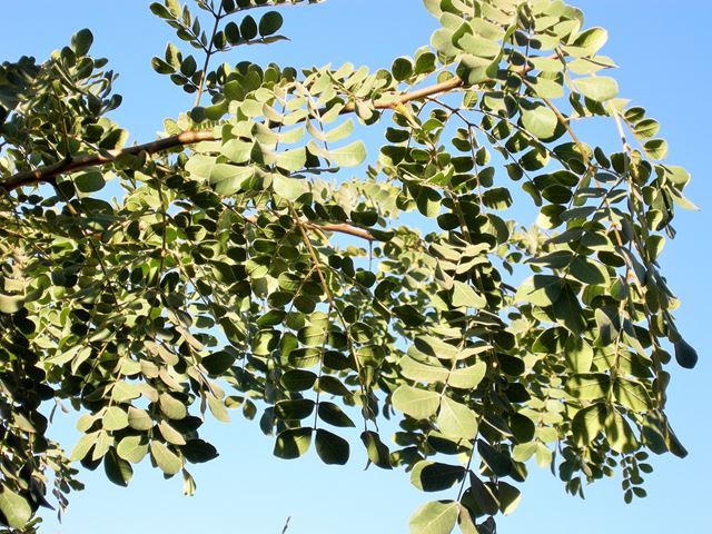 Albizia versicolor leaves
