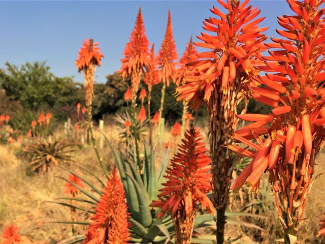Aloe arborescens winter garden colour