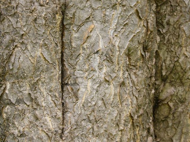 Aloe barberae tree bark