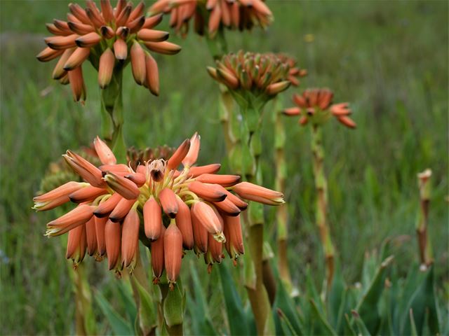 Aloe boylei grass aloe flowers