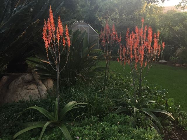 Aloe dyerii light catching garden Gauteng Autumn