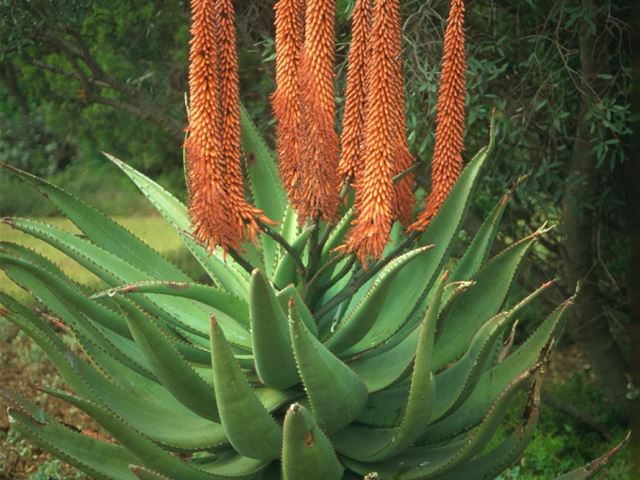 Aloe ferox beautiful succulent