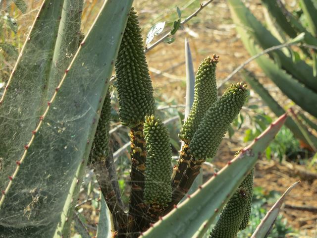 Aloe ferox habitat for spiders