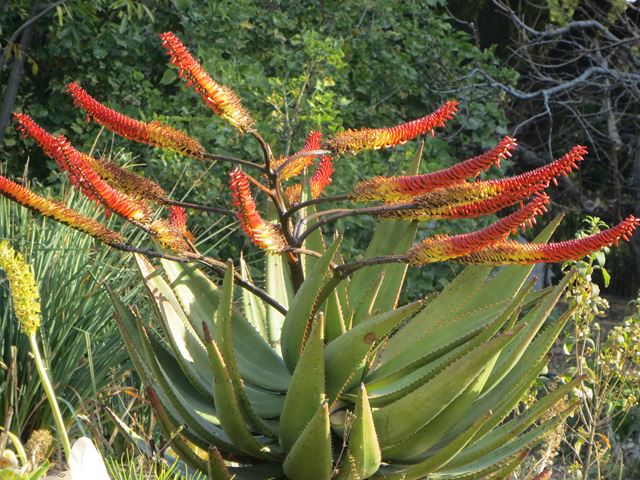 Aloe marlothii inflorescence 1