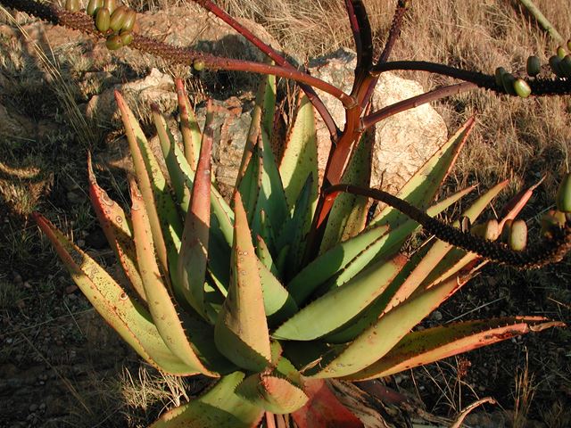 Aloe marlothii inflorescence 3