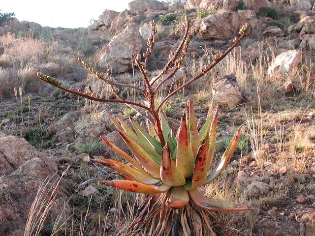 Aloe marlothii inflorescence 4