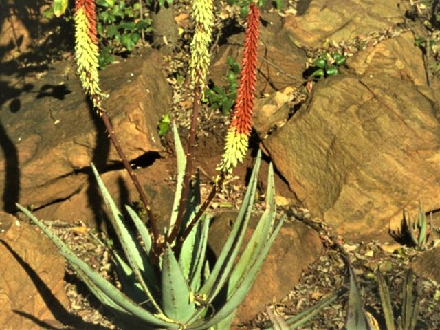 Aloe petricola Mpumalanga rocky outcrops