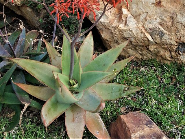 Aloe striata blue grey leaves