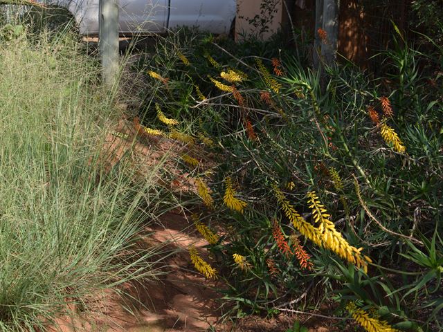 Aloe tenuior Random Harvest Nursery