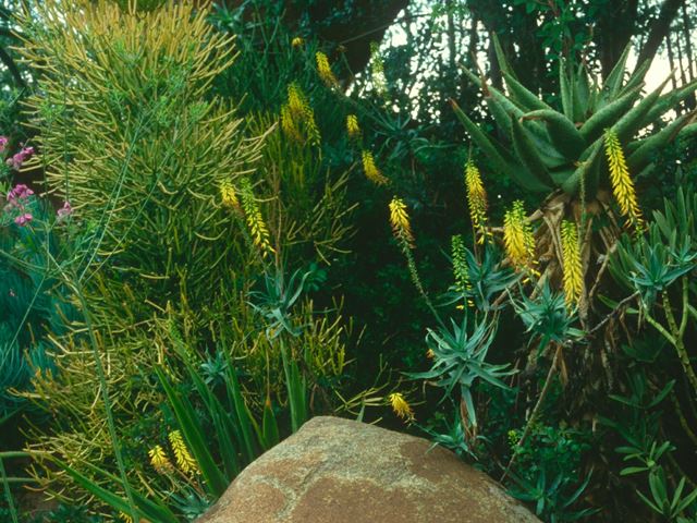 Aloe tenuior landscape