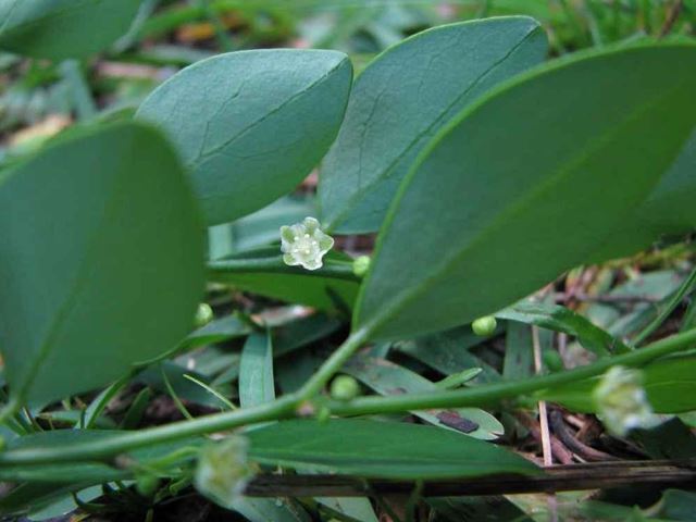 Andrachne ovalis flower