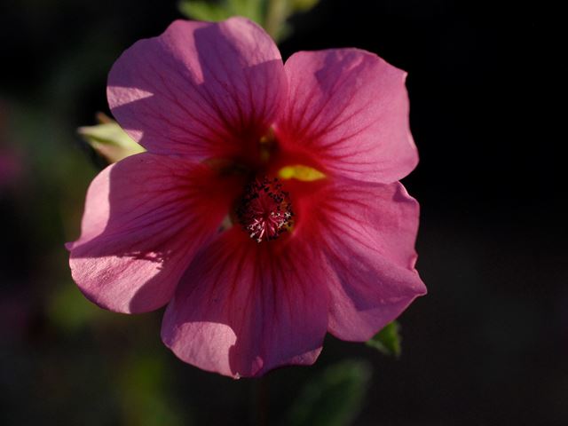 Anisodontea Classic Cerise Pink Mallow flower