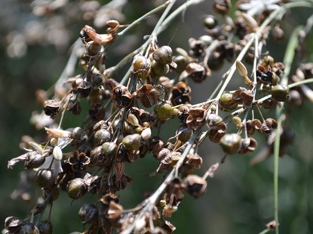 Anthericum saundersiae seed capsules with seeds