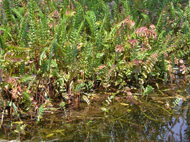 Berula erecta Giant Water Parsnip pond edge plants that provide protection for fish fry