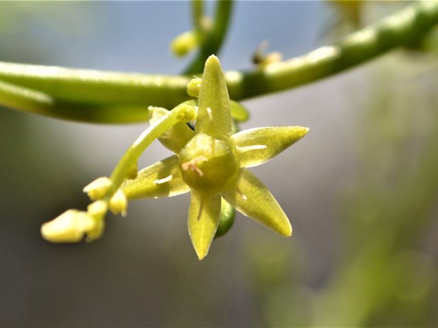 Bowiea volubilis flower detail