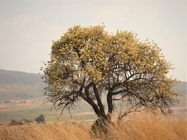 Brachylaena rotundata Mountain Silver oak Highveld trees