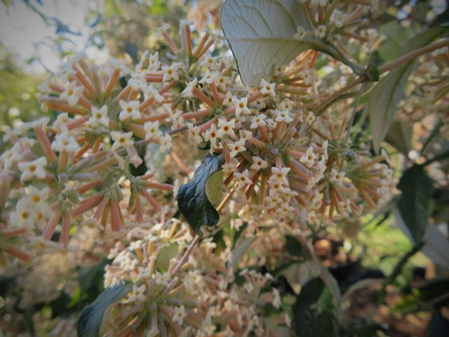 Buddleja auriculata Weeping Sage at Random Harvest Nursery