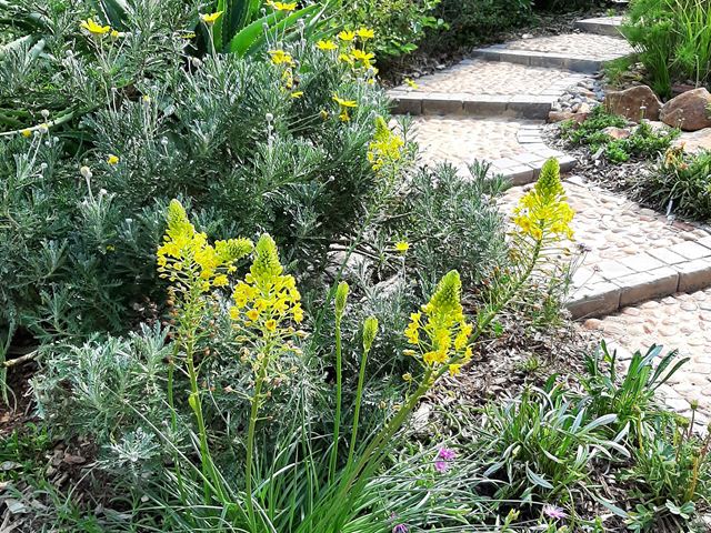 Bulbine abyssinica succulent to provide colour and textural contrast in the garden