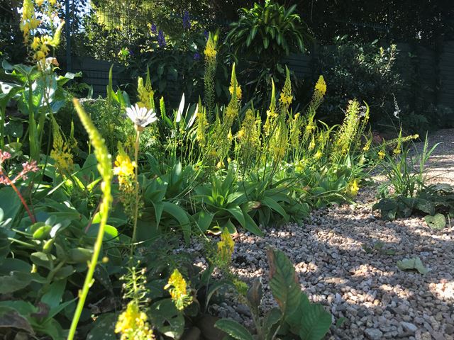 Bulbine natalensis textural colourful plants for shady flowerbeds KZN