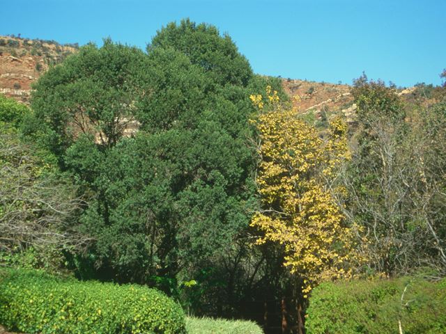 Celtis africana autumn foliage