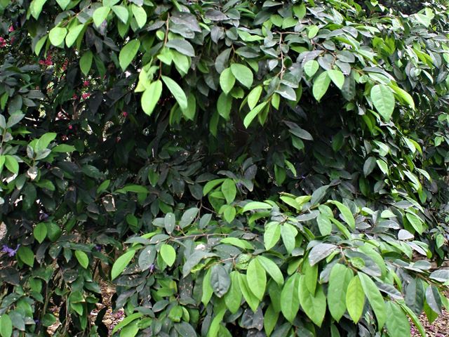 Celtis mildbraedii glossy leathery leaves