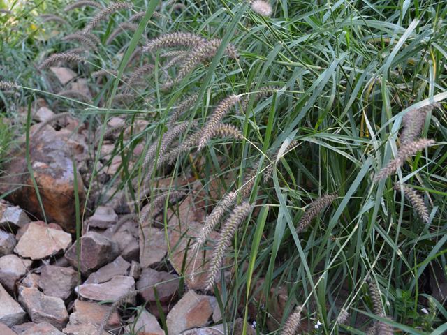 Cenchrus ciliaris flowering grass with leaves