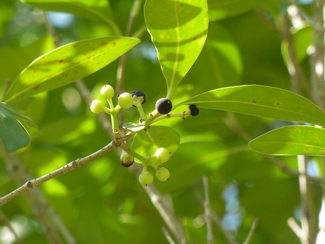 Chionanthus foveolatus fruit