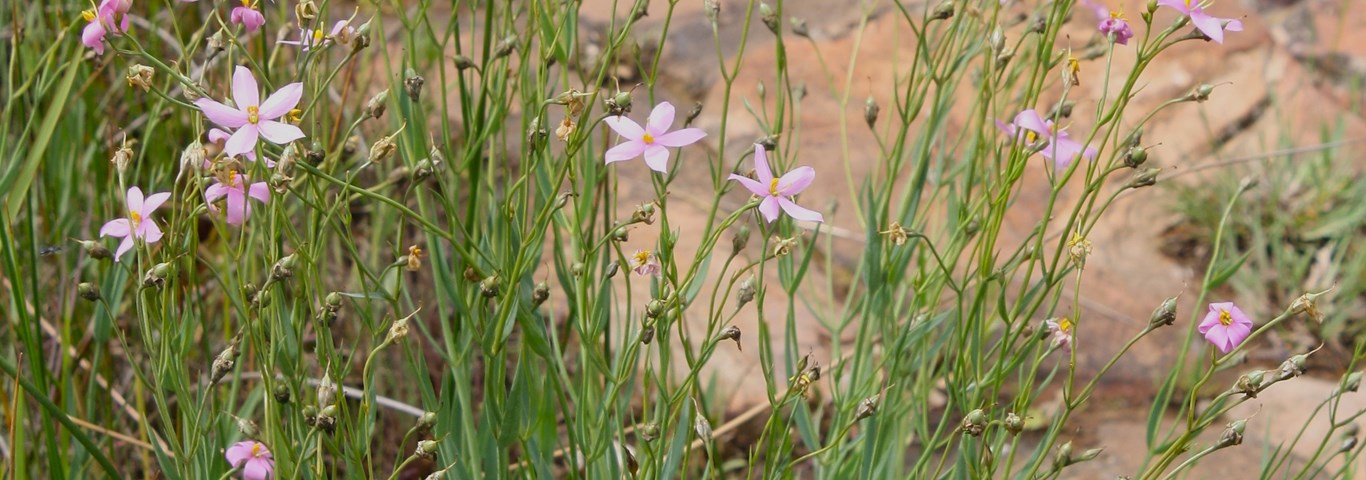 Chironia palustris