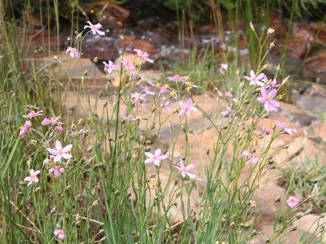 Chironia palustris in a wetland garden