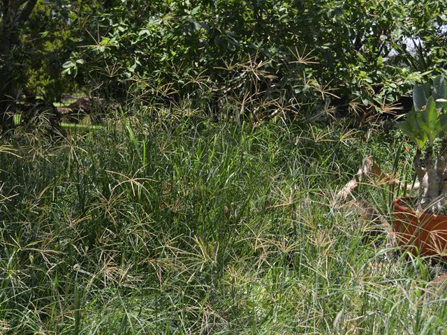 Chloris guyana grass at Random Harvest Nursery