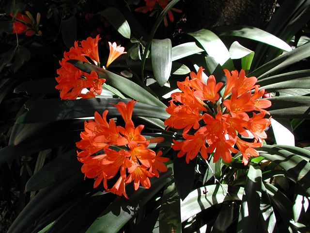 Clivia miniata flowers 4