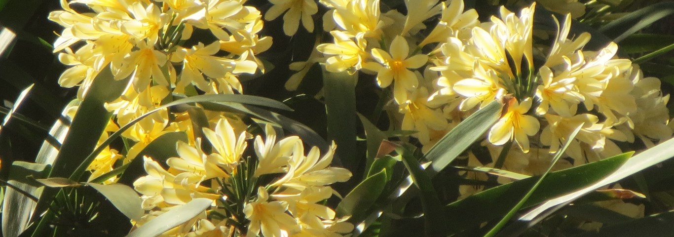 Clivia miniata Yellow
