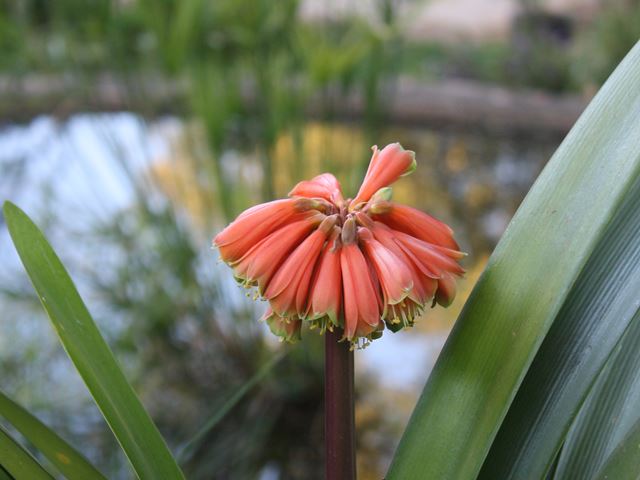 Clivia robusta inflorescence and leaves