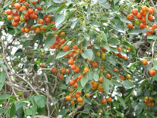 Cordia caffra tree fruit