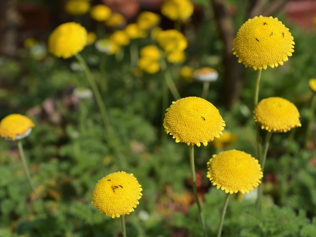 Cotula sericea yellow flowers