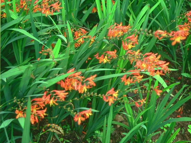 Crocosmia aurea flowerbed