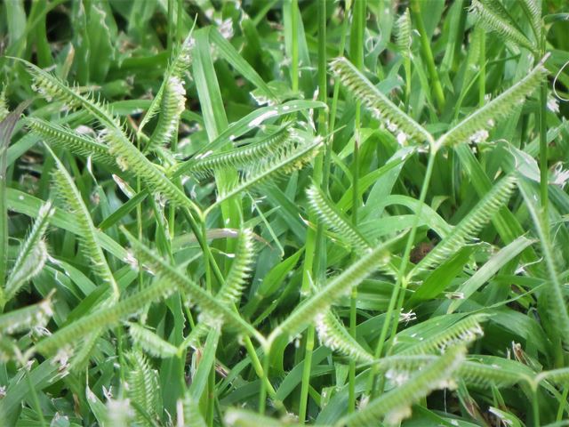 Dactyloctenium australe Natalse Hoenderspoor Gras