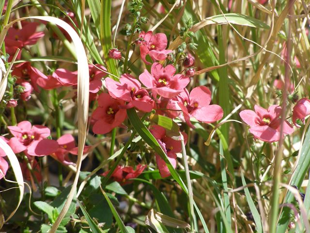 Diascia integerima flowering plants for indigenous grasslands and meadowland planting